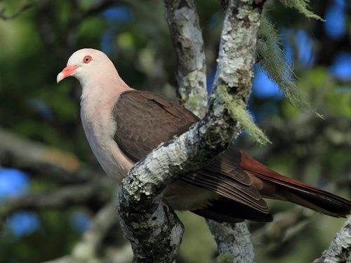 Pink Pigeon - © Jacques de Spéville